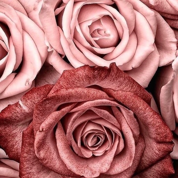 Meet your Posher, Jasmin - Picture 1 of 1